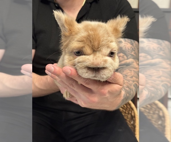 Medium Photo #12 French Bulldog Puppy For Sale in SAN DIEGO, CA, USA