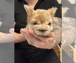Small #11 French Bulldog
