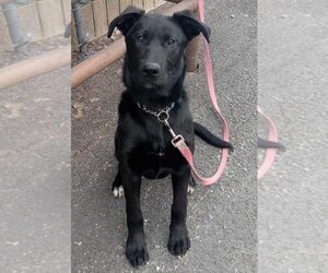 Labrador Retriever-Retriever  Mix Dogs for adoption in Anchorage, AK, USA
