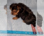 Small Photo #204 Yorkshire Terrier Puppy For Sale in AKRON, OH, USA