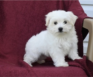 Maltese Puppy for sale in BALTIC, OH, USA