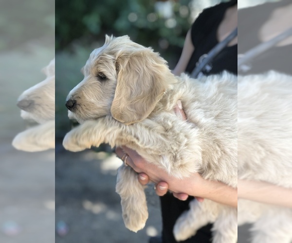 Medium Photo #9 Labradoodle Puppy For Sale in MEDFORD, OR, USA