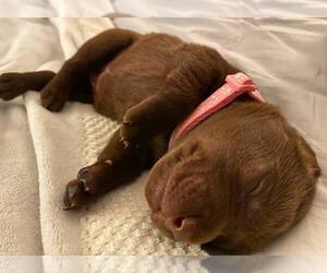 Labrador Retriever Puppy for sale in CLAYTON, DE, USA