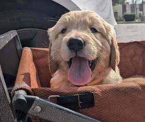 Golden Retriever Puppy for sale in GRANADA HILLS, CA, USA