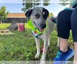 Small #2 Bluetick Coonhound Mix