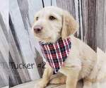 Small Photo #5 Labradoodle Puppy For Sale in FAIR OAKS, CA, USA