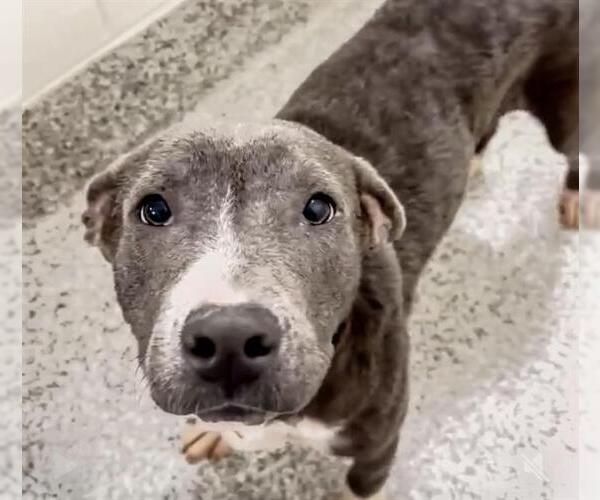 Medium Photo #2 American Pit Bull Terrier Puppy For Sale in Houston, TX, USA
