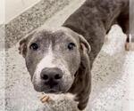 Small #1 American Pit Bull Terrier