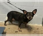 Small Chihuahua