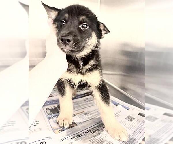 Medium Photo #3 German Shepherd Dog-Unknown Mix Puppy For Sale in Houston, TX, USA