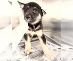 Small #2 German Shepherd Dog Mix