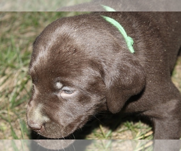 Medium Photo #1 Labrador Retriever Puppy For Sale in MANSFIELD, MO, USA