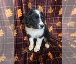 Small Photo #4 Australian Shepherd Puppy For Sale in COLORADO SPGS, CO, USA