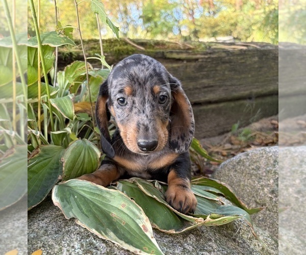 Medium Photo #1 Dachshund Puppy For Sale in MIDDLEBURY, IN, USA