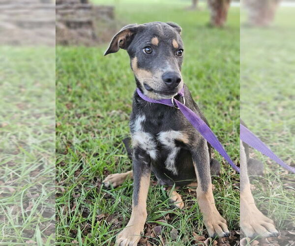 Medium Photo #9 Feist Terrier-Unknown Mix Puppy For Sale in Wakefield, RI, USA