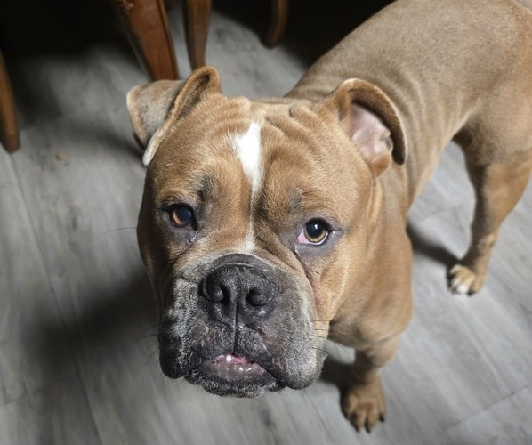 Medium Photo #1 Olde English Bulldogge Puppy For Sale in NUNNELLY, TN, USA