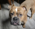 Small Photo #1 Olde English Bulldogge Puppy For Sale in NUNNELLY, TN, USA