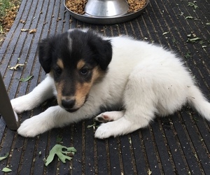 Collie Puppy for Sale in LAKE, Michigan USA