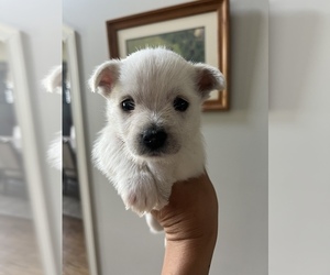 West Highland White Terrier Puppy for sale in LEWISPORT, KY, USA