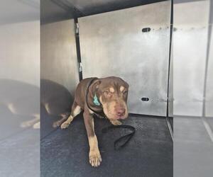 American Staffordshire Terrier-Unknown Mix Dogs for adoption in San Antonio, TX, USA