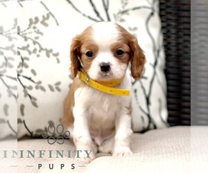 Cavalier King Charles Spaniel Puppy for sale in KINZERS, PA, USA