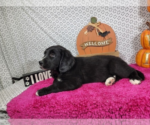Medium Photo #19 Golden Mountain Dog Puppy For Sale in BLACK FOREST, CO, USA
