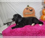 Small #17 Golden Mountain Dog