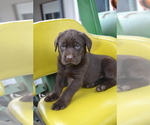 Small Photo #37 Labrador Retriever Puppy For Sale in GREENWOOD, WI, USA