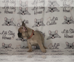Small Photo #81 French Bulldog Puppy For Sale in TACOMA, WA, USA