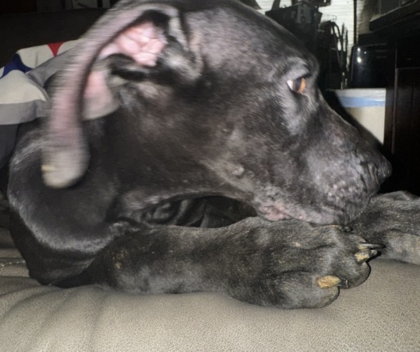 Medium Photo #18 Great Dane Puppy For Sale in ALIQUIPPA, PA, USA