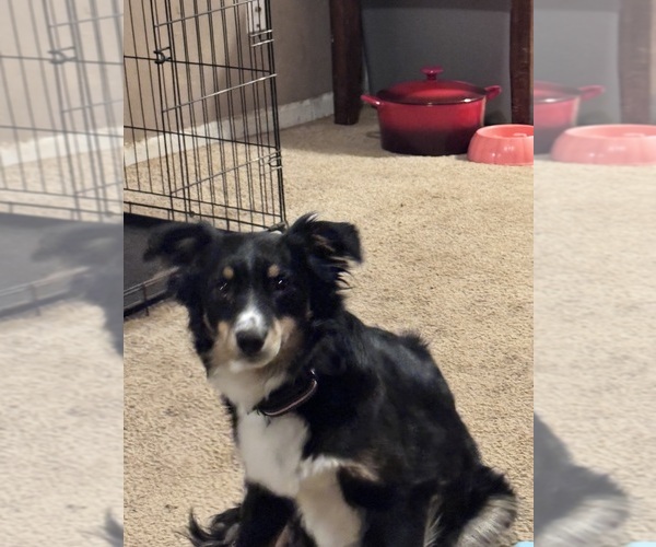 Medium Photo #17 Border-Aussie Puppy For Sale in MADRID, IA, USA