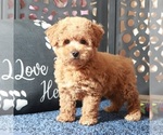 Small #1 Poochon