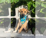 Small Beagle-Catahoula Leopard Dog Mix