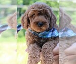 Small Photo #15 Goldendoodle Puppy For Sale in TIMBERLAKE, NC, USA