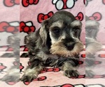 Puppy Blossom Schnauzer (Miniature)