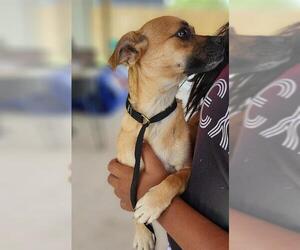 Chihuahua Dogs for adoption in San Antonio, TX, USA