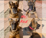 Puppy Mr Red German Shepherd Dog