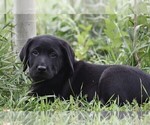 Small Photo #7 Labrador Retriever Puppy For Sale in PARSHALL, CO, USA