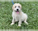 Small Photo #2 Pyredoodle Puppy For Sale in NEOLA, WV, USA