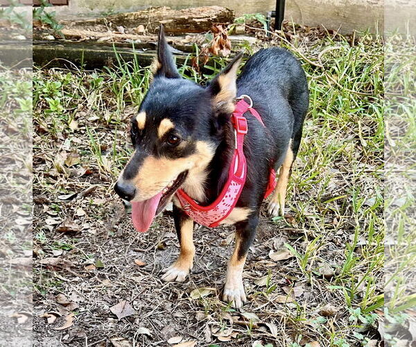 Medium Photo #2 Dachshund-Unknown Mix Puppy For Sale in Missouri City, TX, USA