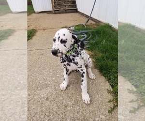 Dalmatian Puppy for sale in INDIANAPOLIS, IN, USA