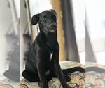 Small #1 Labrador Retriever Mix