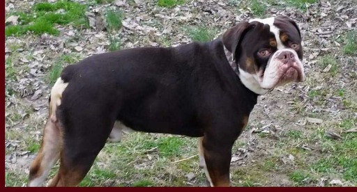 Medium Photo #1 Olde English Bulldogge Puppy For Sale in CYNTHIANA, IN, USA