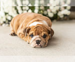 Bailey - Female English Bulldog Puppy for Sale - Photo #5