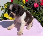 Small Photo #32 Cocker Spaniel Puppy For Sale in GOSHEN, IN, USA