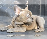 Small #2 French Bulldog