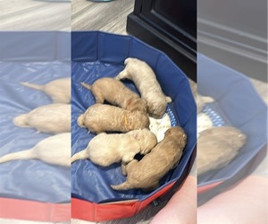 Goldendoodle Puppy for sale in CASTLE ROCK, CO, USA