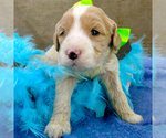 Small Photo #1 Goldendoodle Puppy For Sale in ROY, UT, USA