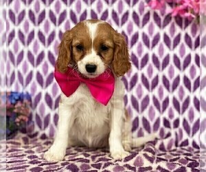 Cavalier King Charles Spaniel-Poodle (Toy) Mix Puppy for sale in RISING SUN, MD, USA