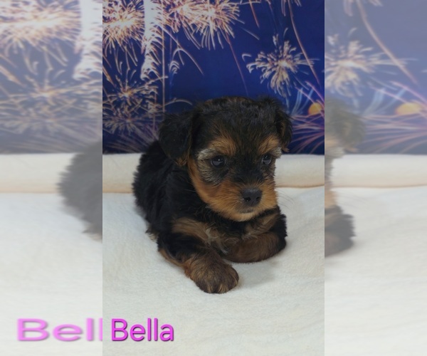 Medium Photo #4 Yorkipoo Puppy For Sale in AZLE, TX, USA